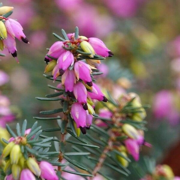 Erica carnea Blomma