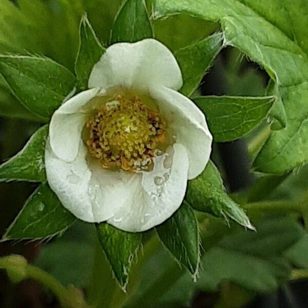 Fragaria × ananassa Bloem