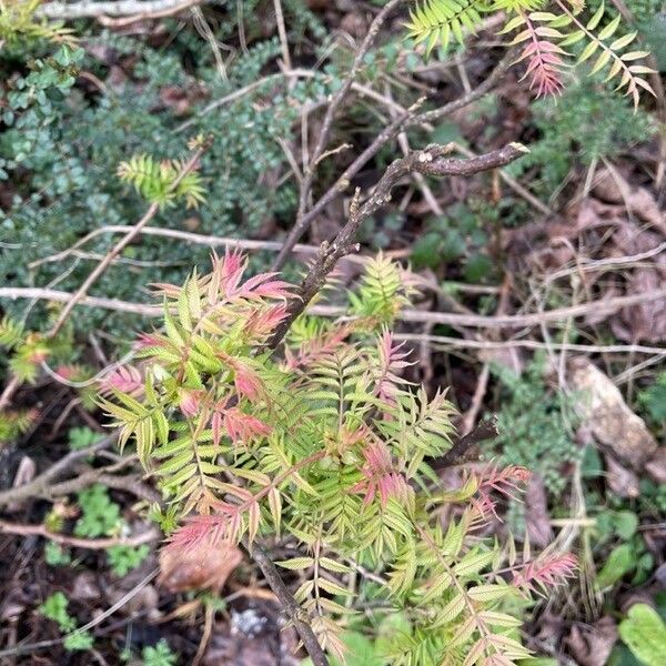 Sorbaria sorbifolia Fuelha