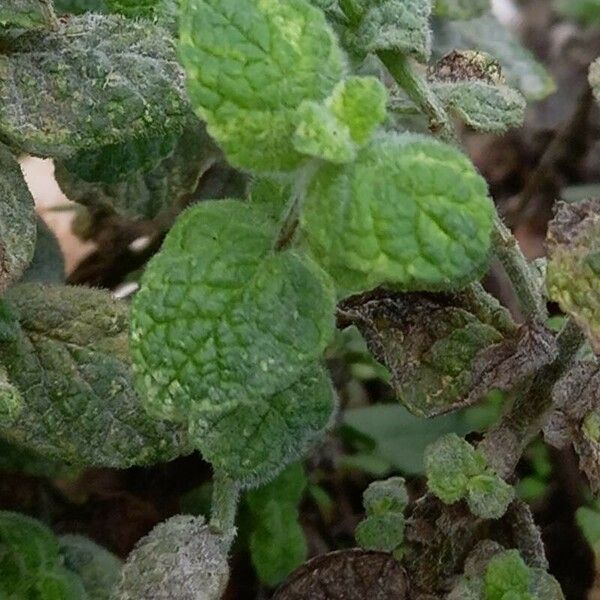 Mentha suaveolens Feuille