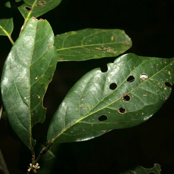 Ocotea cinerea Blad