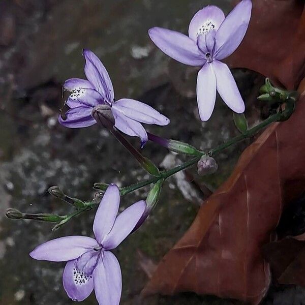 Pseuderanthemum variabile Fleur