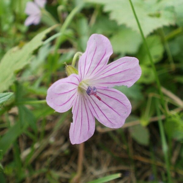 Geranium asphodeloides Blüte