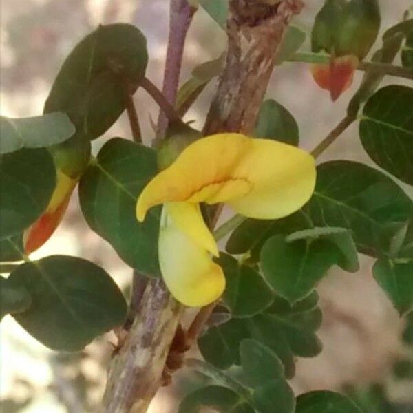 Coronilla valentina Flower