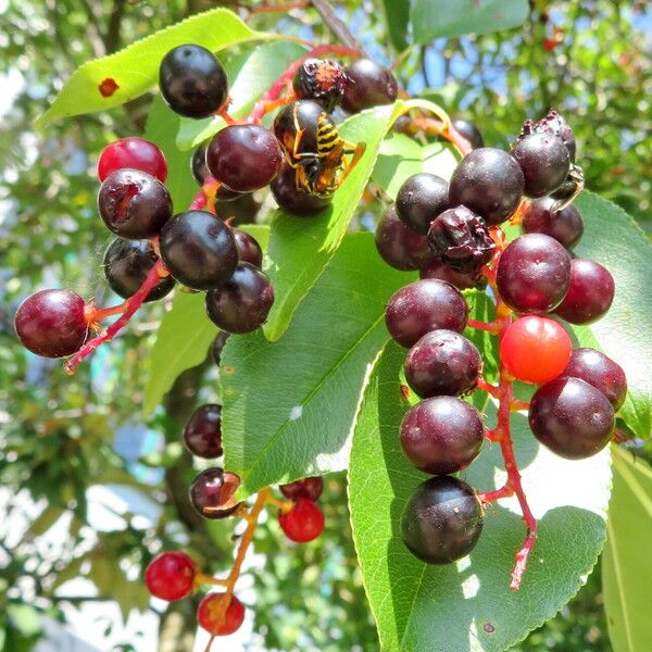 Prunus serotina Плід