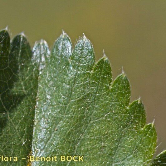 Alchemilla subcrenata Feuille