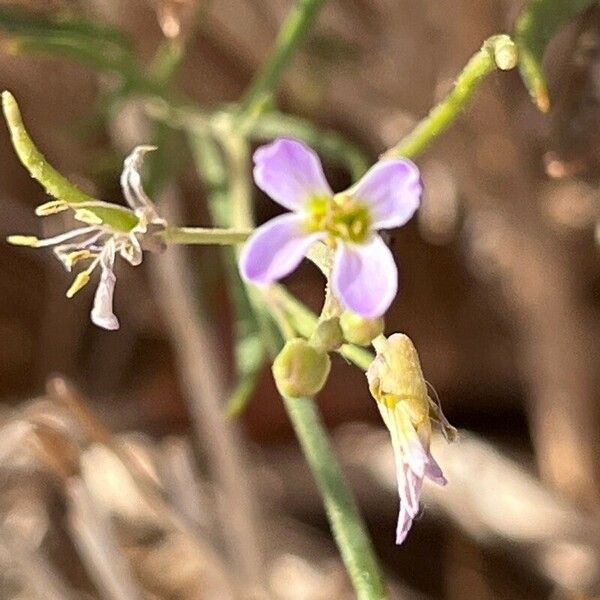 Henophyton deserti Flower