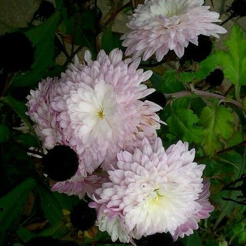 Callistephus chinensis Flower