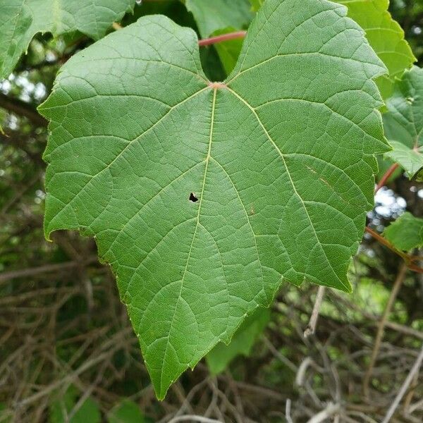 Vitis aestivalis Листок