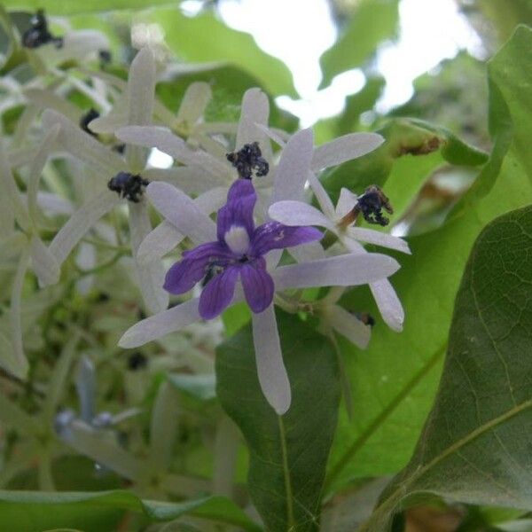 Petrea volubilis फूल