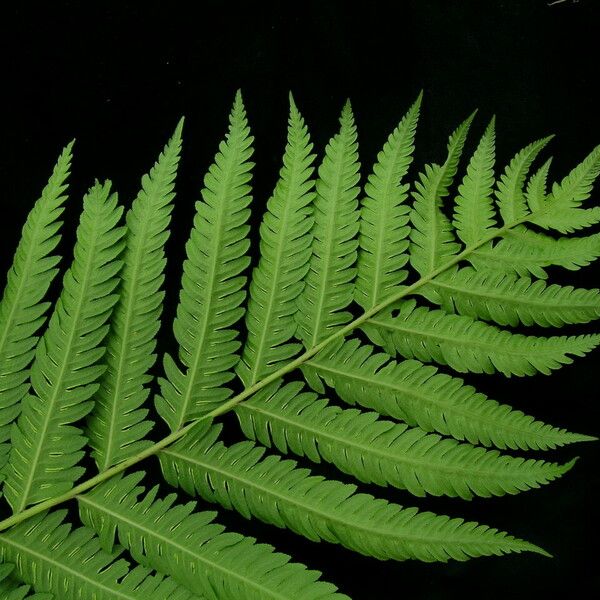 Pteris wallichiana पत्ता