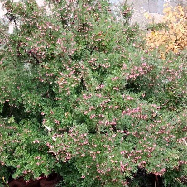 Grevillea rosmarinifolia عادت داشتن