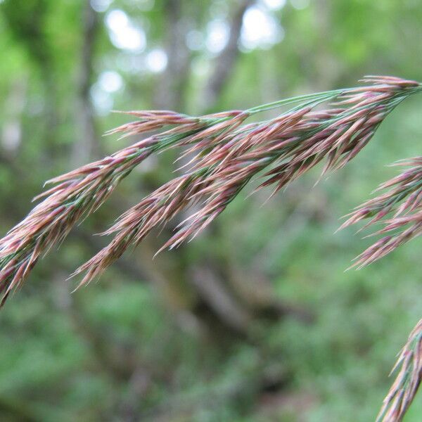 Calamagrostis purpurea 果実