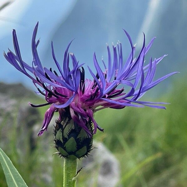 Centaurea triumfettii Fleur