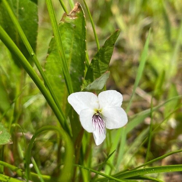 Viola lanceolata Fiore