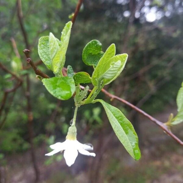 Styrax officinalis Flor