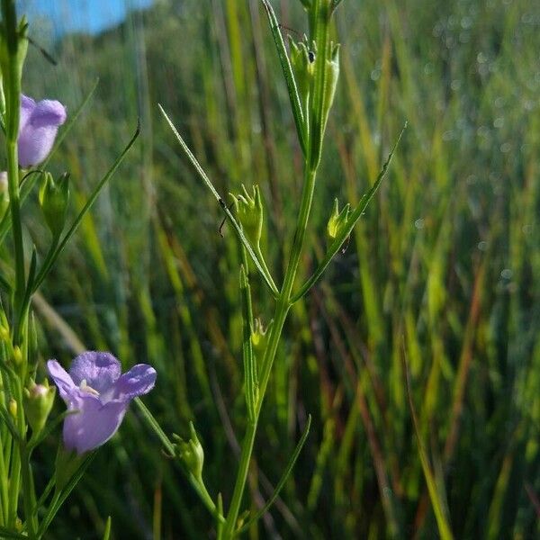 Agalinis tenuifolia Blad