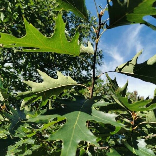 Quercus rubra Blatt