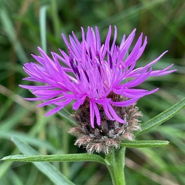 Centaurea nigra 花