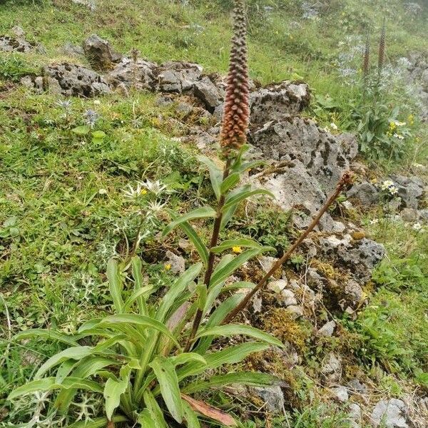 Digitalis ferruginea Fleur