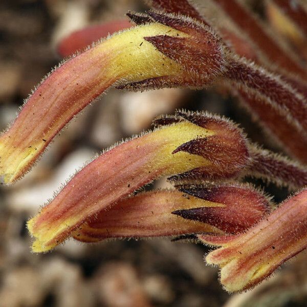 Orobanche fasciculata Flower