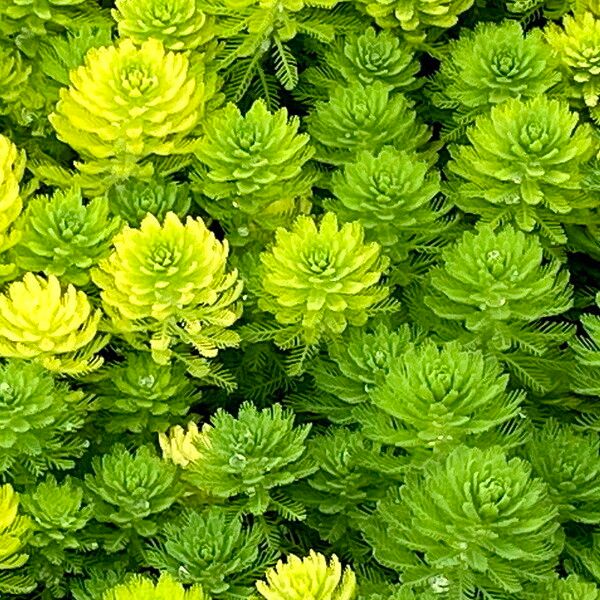 Myriophyllum aquaticum Hoja