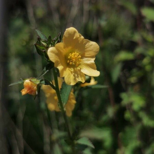 Sida rhombifolia Blüte