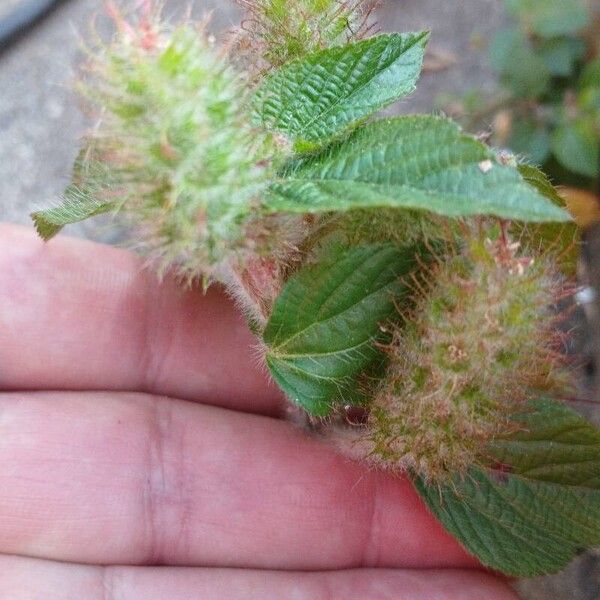 Acalypha alopecuroidea Kvet