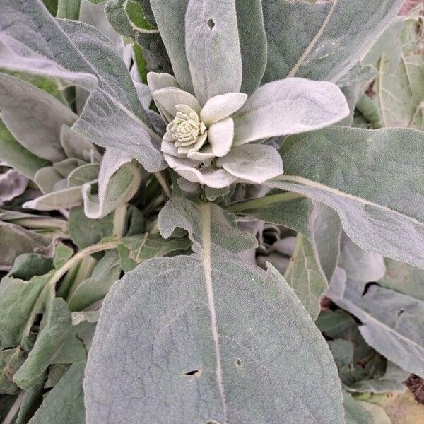 Verbascum boerhavii Folha