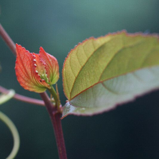 Passiflora coccinea Muu