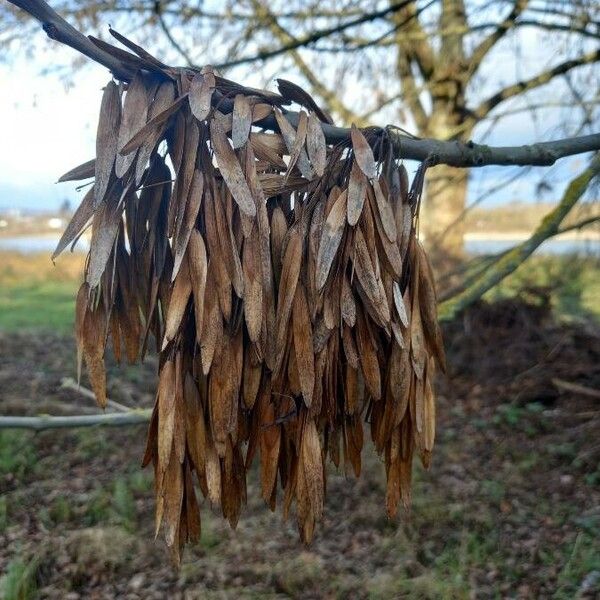 Fraxinus excelsior Frutto