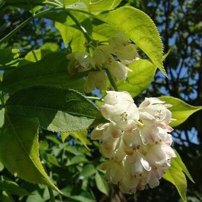 Staphylea pinnata Blomma