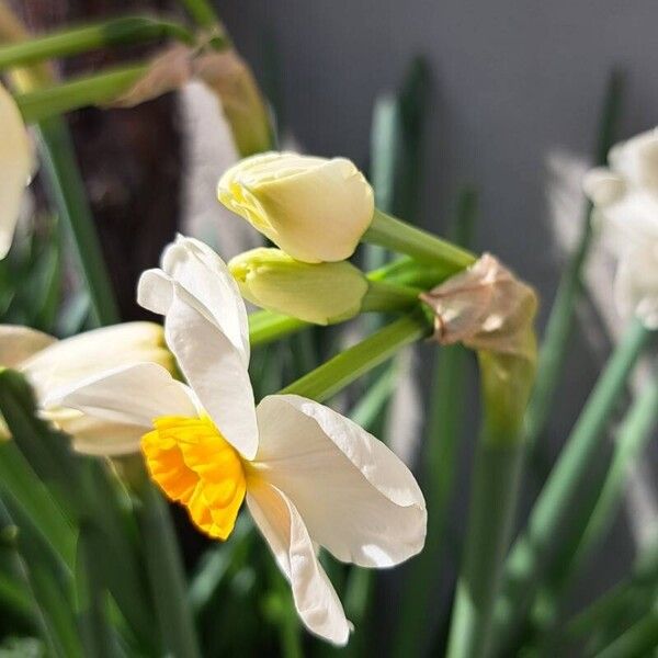 Narcissus tazetta Kwiat