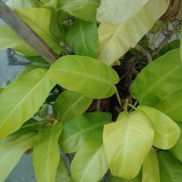 Philodendron hederaceum  var kirkbridei Leht