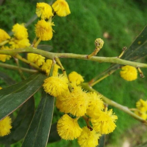 Acacia retinodes Cvet