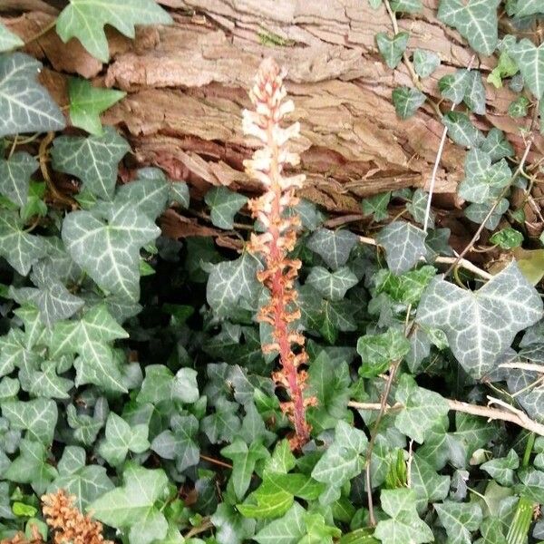 Orobanche hederae 花