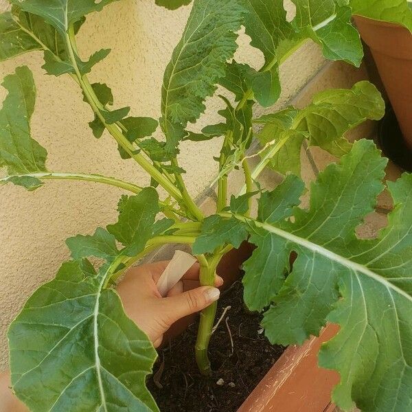 Brassica rapa Leaf