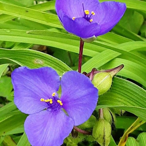 Tradescantia virginiana Floro