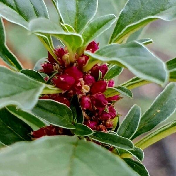 Amaranthus blitoides Кветка