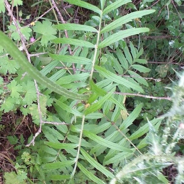 Valeriana officinalis Foglia