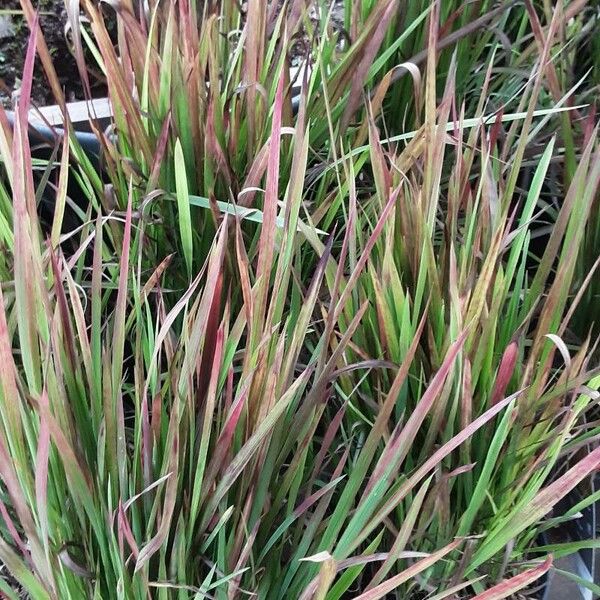 Imperata cylindrica Folha