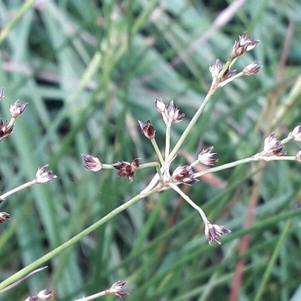 Juncus acutiflorus Lorea