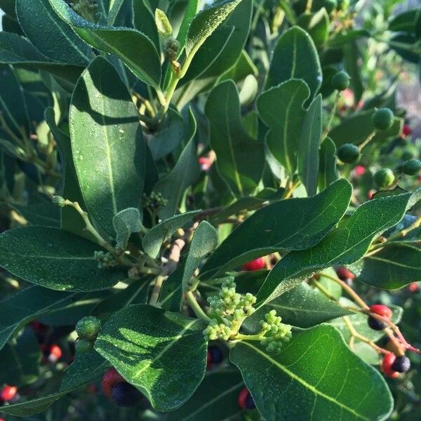 Apodytes dimidiata Fruit