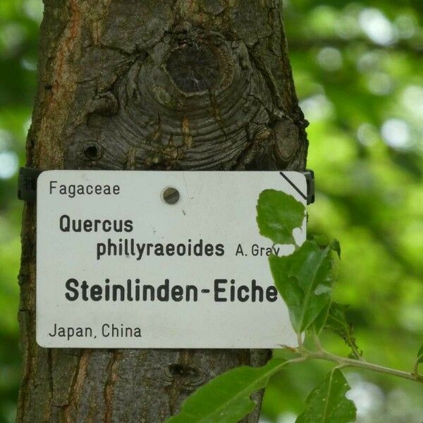 Quercus phillyreoides Muu