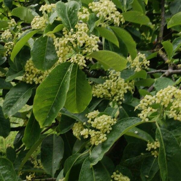 Euonymus carnosus Blatt