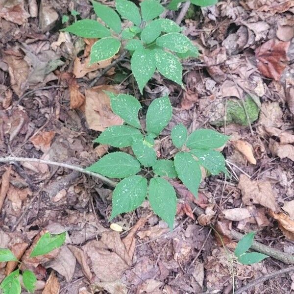 Panax quinquefolius Hoja