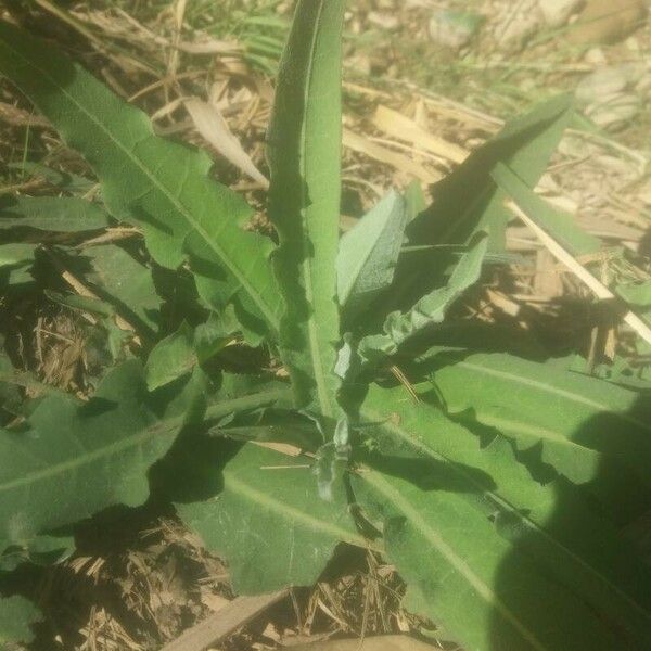 Sonchus maritimus Φύλλο