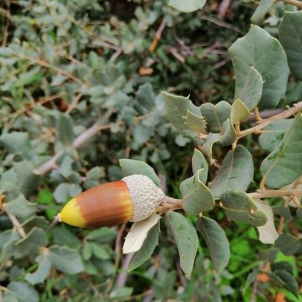 Quercus ilex Fruit