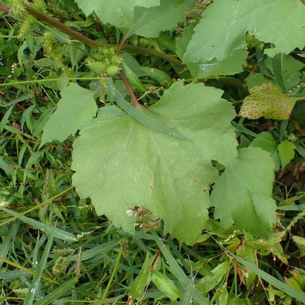 Xanthium orientale عادت