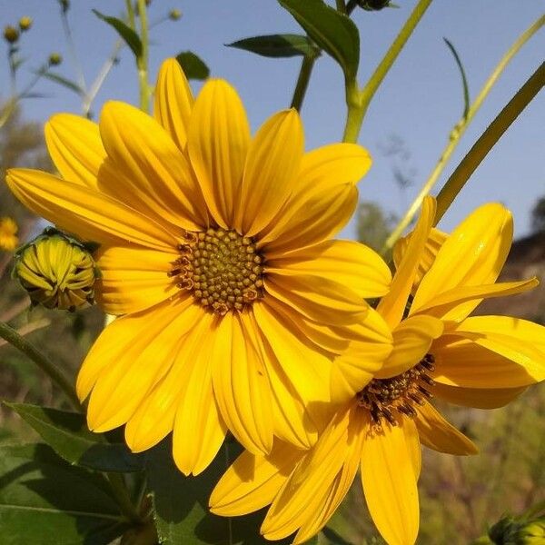 Helianthus tuberosus Цвят